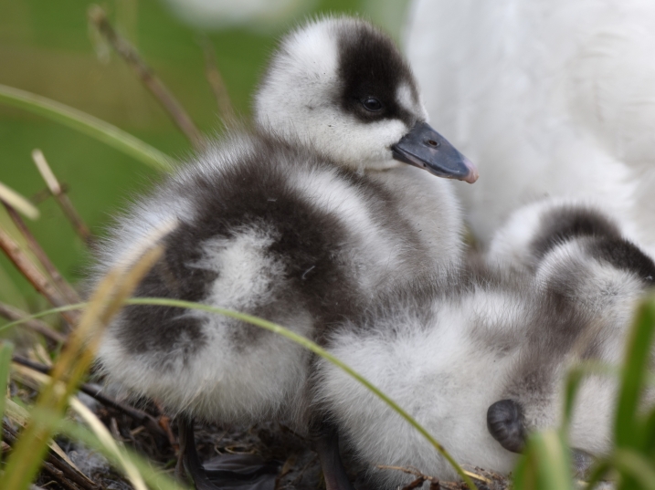 A coscoroba cygnet sitting down with head facing the camera, besides  the cygnet is its siblings which you can see the bottom half of their bodies.